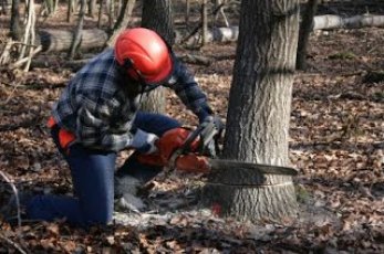 Wycinka, drzew, krzewów i zarośli