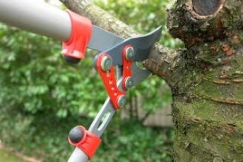 Pielęgnacja zieleni