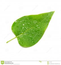 Liść Zielony