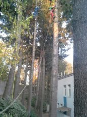  WYCINKA DRZEW - KARCZOWANIE RZESZÓW