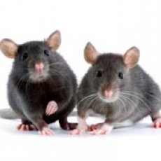 Deratyzacja Bełchatów