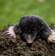 Zwalczanie szkodników Bełchatów