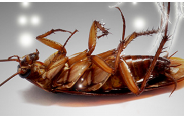 Dezynsekcja Warszawa