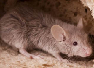 Deratyzacja Warszawa