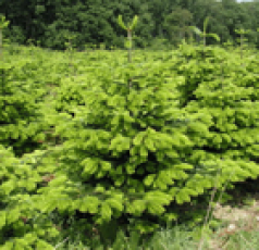 DETALICZNA SPRZEDAŻ CHOINEK SZCZECIN