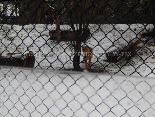 Produkcja i montaż siatki ogrodzeniowej