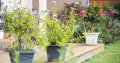 Rośliny Balkonowe: Kwiaty / Krzewy / Sadzonki