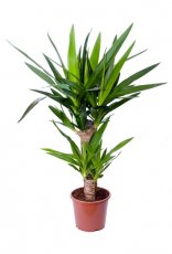 Kwiaty Domowe: Doniczkowe / Balkonowe / Ozdobne