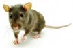 Zwalczanie myszy i szczurów (deratyzacja)