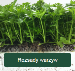 Rozsady warzyw