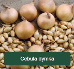 Cebula Dymka
