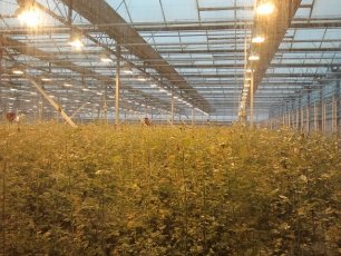 AUTOMATYKA SZKLARNIOWA