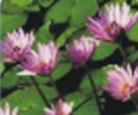 Pielęgnacja zieleni 