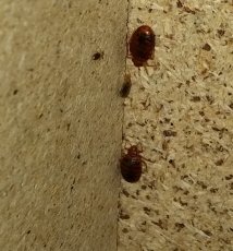 Zwalczanie pluskiew odpluskwianie mieszkań Białystok