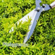 Usługi ogrodnicze - tereny zielone