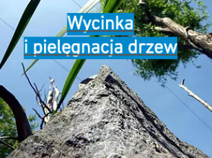 Wycinka i pielęgnacja drzew