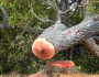 Redukcja koron drzew