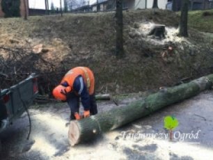 Wycinka, pielęgnacja drzew i krzewów