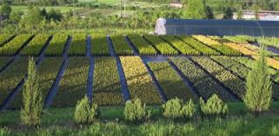 Szkółka Roślin Ozdobnych