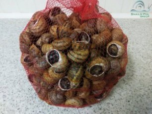 Ślimaki oraz akcesoria do ich hodowli