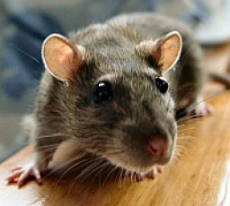 Dezynsekcja Deratyzacja Dezynfekcja