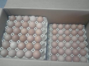 jaja masa, jaja w skorupce