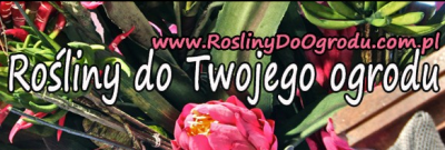 Blog - roślinność i ogród