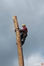 Arborystyczna wycinka i pielęgnacja drzew