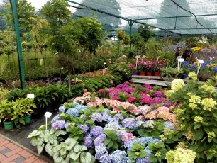 Szkółka Roślin Ozdobnych Dammera