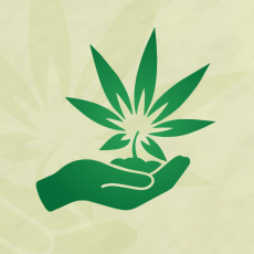 Kwiat Konopi - olejki CBD i inne produkty konopne