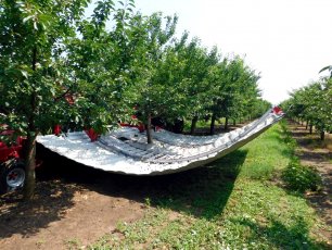 Otrząsarka do wiśni MAJA AUTOMATIC LK