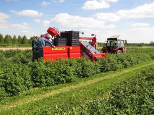 Kombajn do porzeczek JOANNA PREMIUM