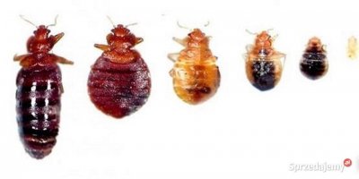 Pluskwy domowe - zwalczanie - odpluskwianie