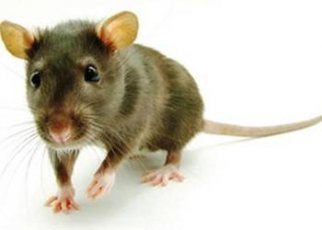 Zwalczanie szczurów - odszczurzanie