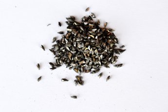 BALAST Stalowy-śrut balastowy