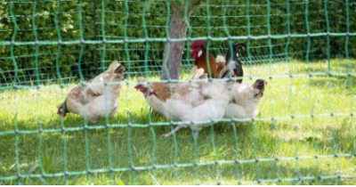 Siatka elektryczna 112cm/50m dla drobiu zielona 