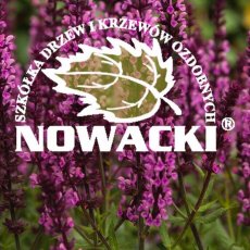 Szkółka Drzew i Krzewów Ozdobnych NOWACKI