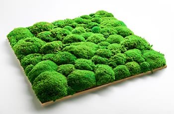 Dekoracje z mchów stabilizowanych i porostów