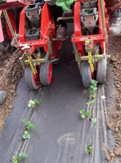 Sadzarki do truskawek WOLF