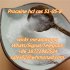 procaine hcl powder cas 51-05-8