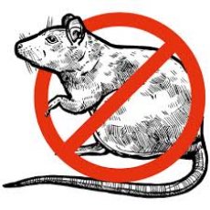 DERATYZACJA - USŁUGI