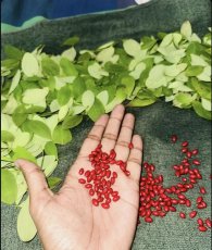 Erythroxylum Coca Seeds